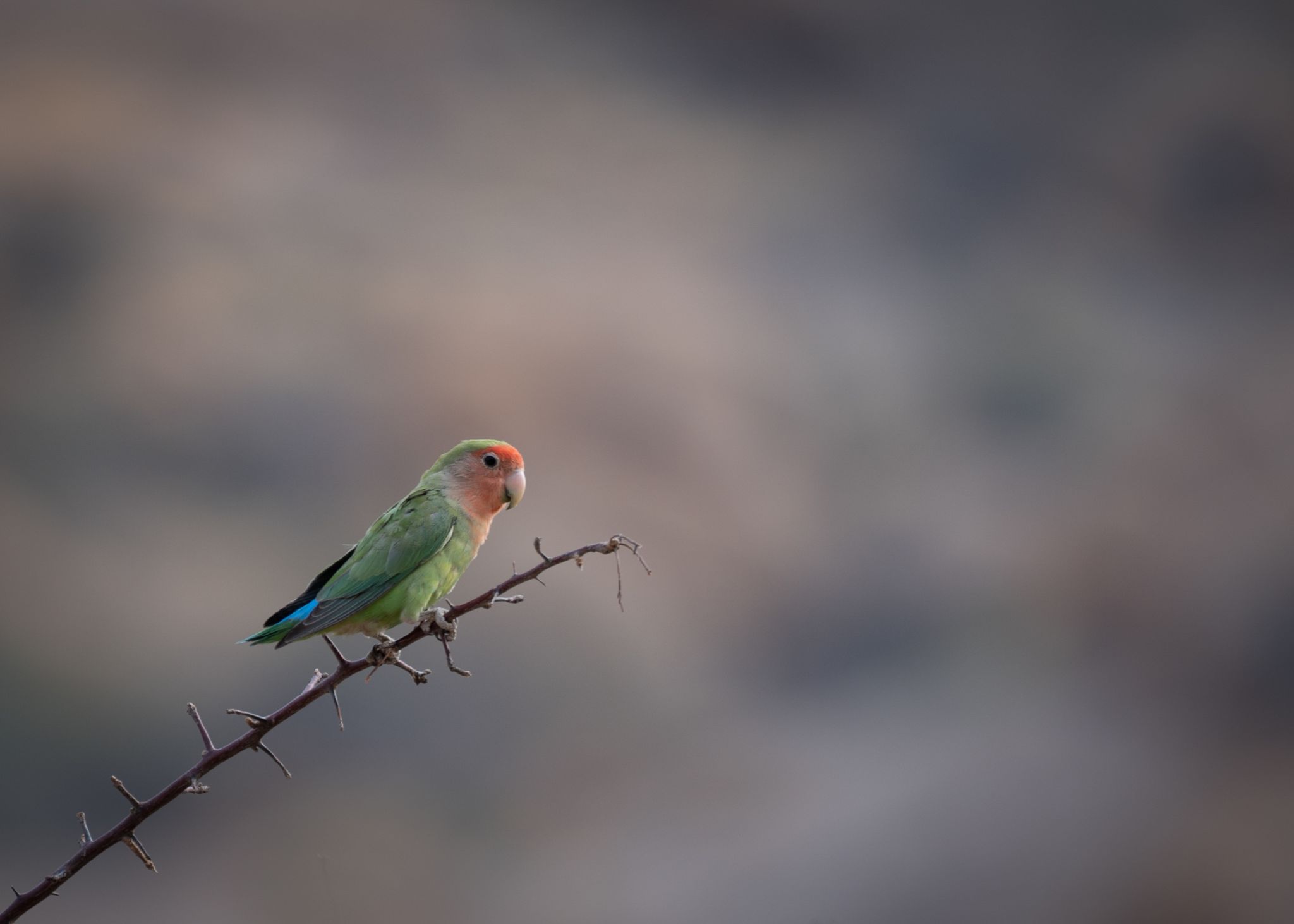 Lovebird (Agapornis) 